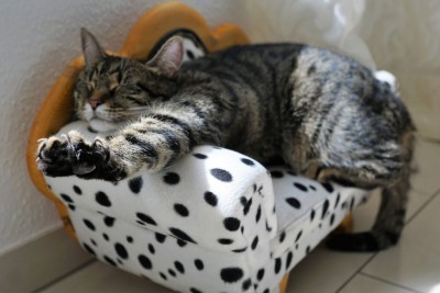 Design Katzenmöbel online bestellen