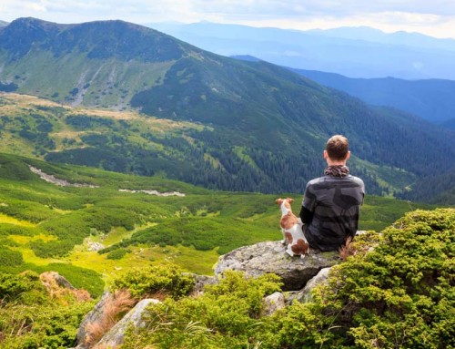 Urlaub im Schwarzwald mit Hund